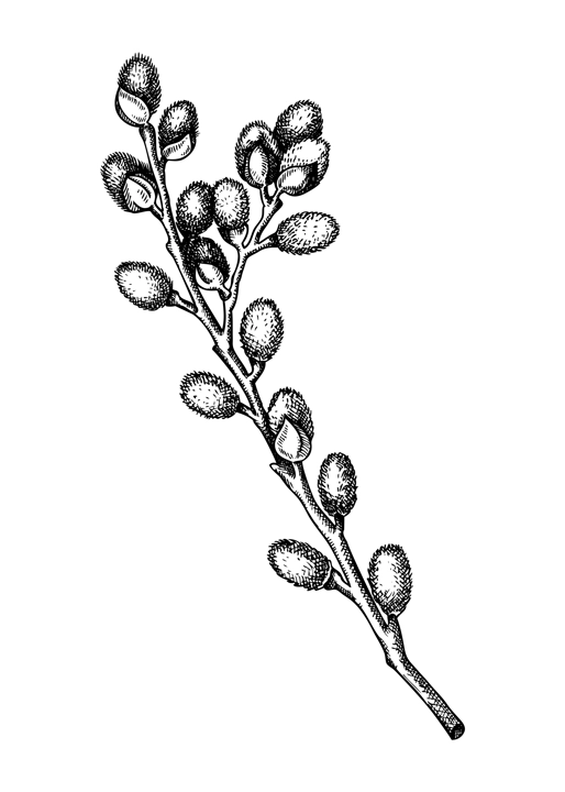 Willow blossom sketch in engraved style. Flowering branches with flowers and buds. White contoured floral drawing isolated on white background. Botanical vector illustration of spring tree. 